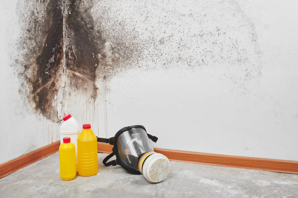 Best Home Mold Removal  in Lusby, MD