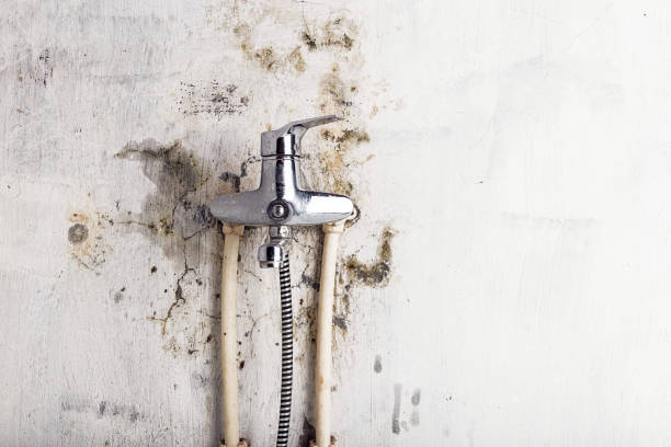 Best Fast Mold Removal  in Lusby, MD