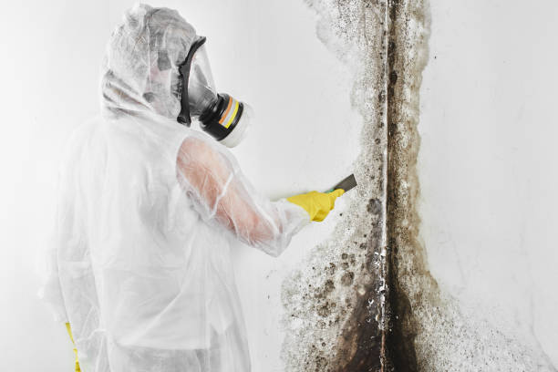 Best Attic Mold Removal  in Lusby, MD