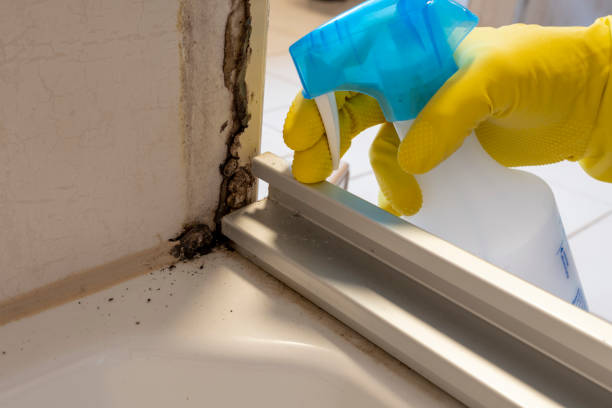 Best Local Mold Removal Service  in Lusby, MD