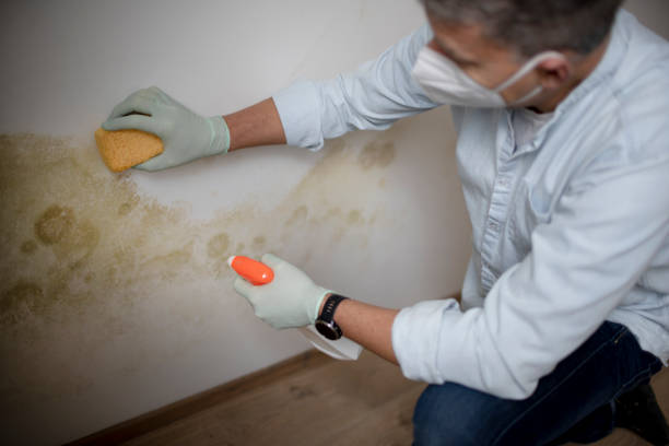 Best Professional Mold Removal  in Lusby, MD