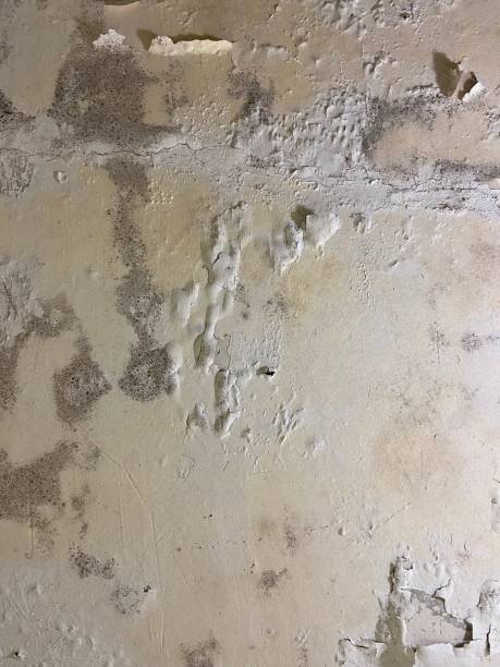 Best Black Mold Removal  in Lusby, MD