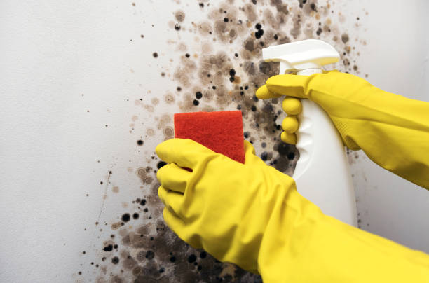 Best Mold Removal Company Near Me  in Lusby, MD