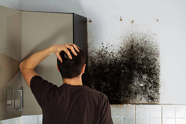 Professional Mold Removal in Lusby, MD